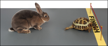 Hare and tortise